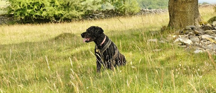 Walking the dog